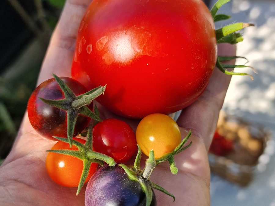 A handful of home-grown tomatoes in red, orange, yellow and purple